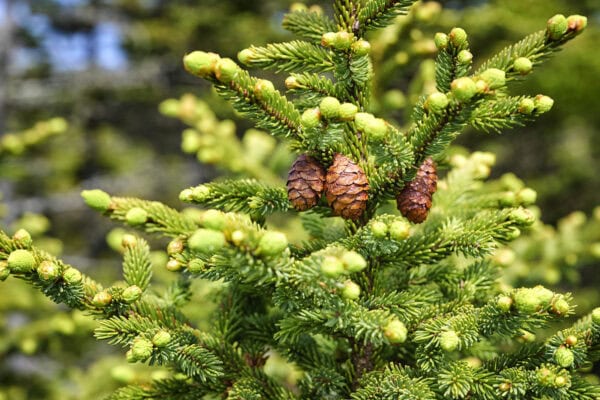 Kejimkujik National Park