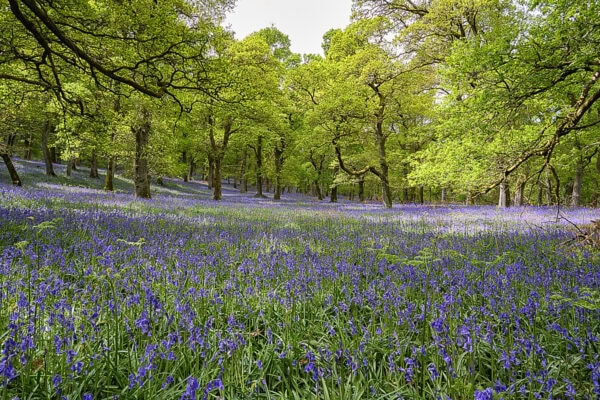 Kinclaven Bluebell Wood