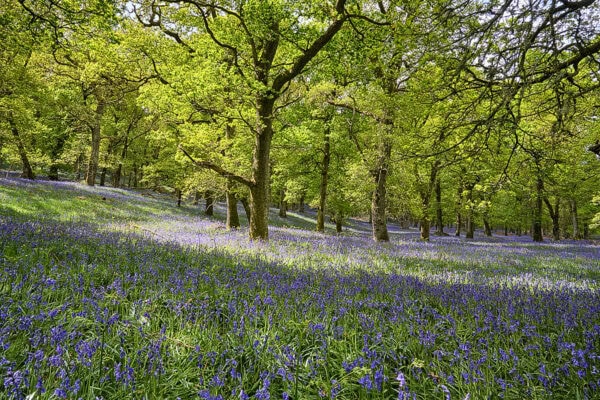 Kinclaven Bluebell Wood