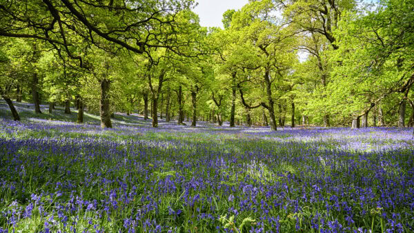 Kinclaven Bluebell Wood