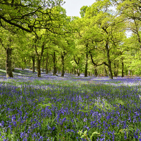 Kinclaven Bluebell Wood