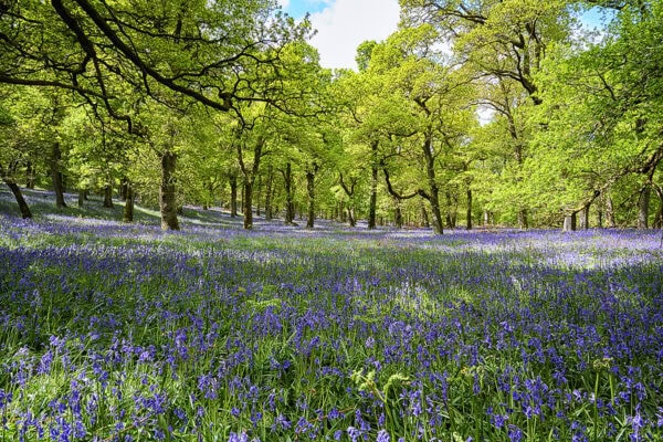 Kinclaven Bluebell Wood