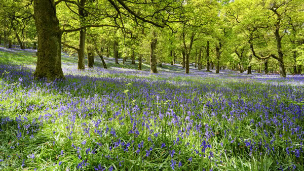 Kinclaven Bluebell Wood