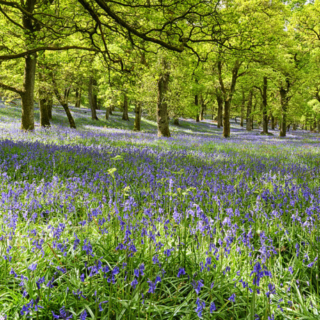 Kinclaven Bluebell Wood