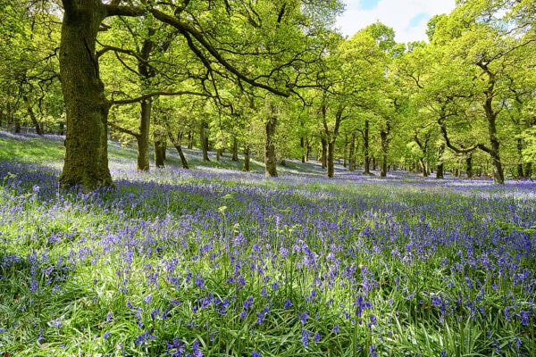 Kinclaven Bluebell Wood