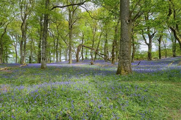 Kinclaven Bluebell Wood