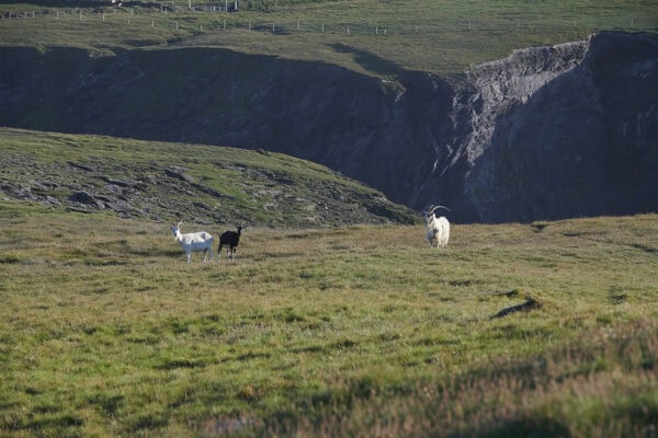 Kockaunaniller Rocks