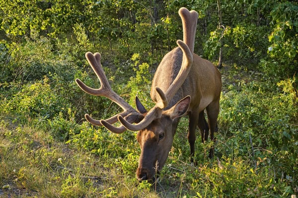 Elk
