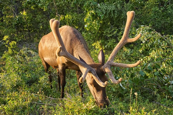 Elk