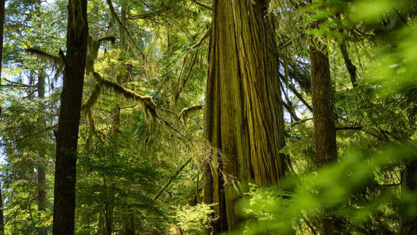 Meares Island