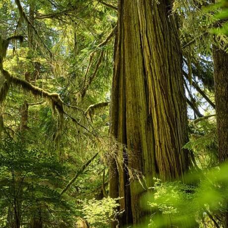 Meares Island