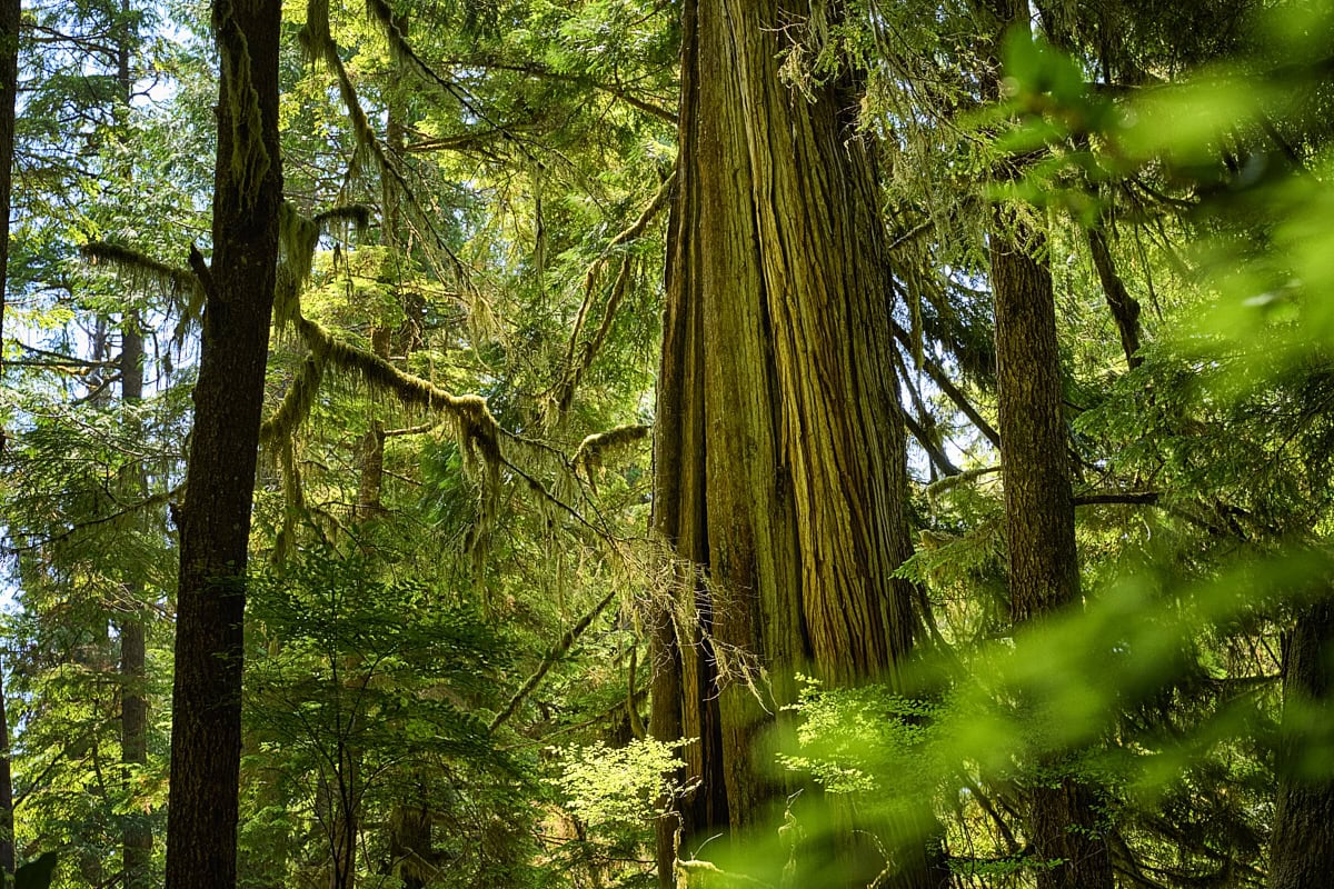 Big Tree Trail at Meares Island, Vancouver Island, British Columbia, Canada