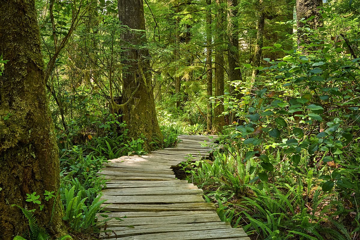 Big Tree Trail at Meares Island, Vancouver Island, British Columbia, Canada