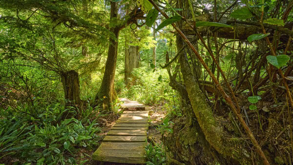 Meares Island
