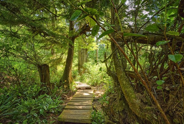 Big Tree Trail at Meares Island, Vancouver Island, British Columbia, Canada
