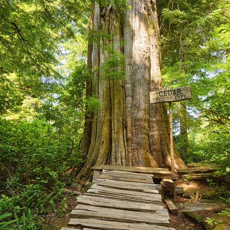 Meares Island - Tree of Life