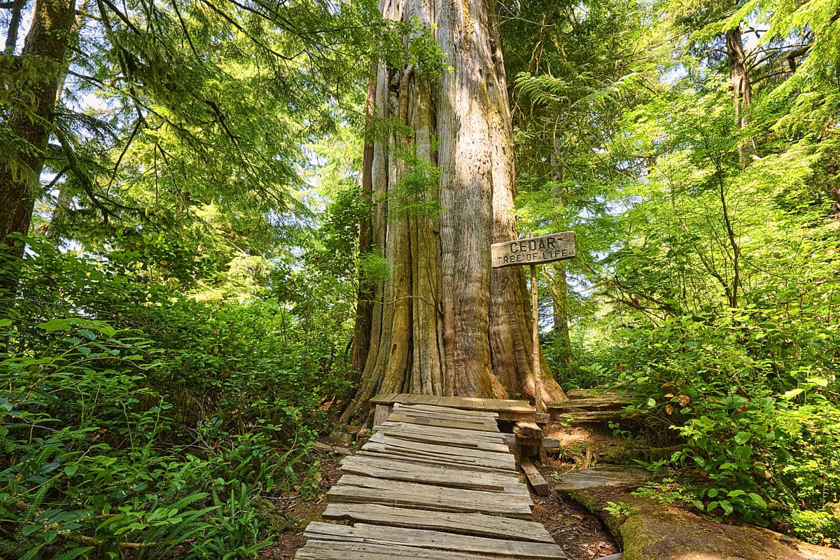 Big Tree Trail at Meares Island, Vancouver Island, British Columbia, Canada