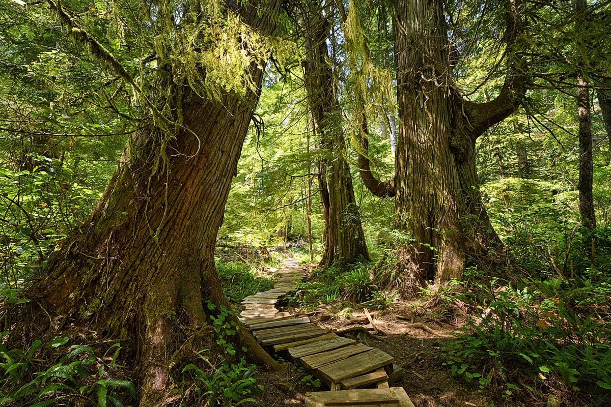 Big Tree Trail at Meares Island, Vancouver Island, British Columbia, Canada