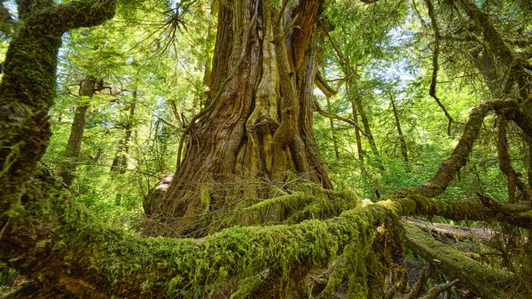 Meares Island