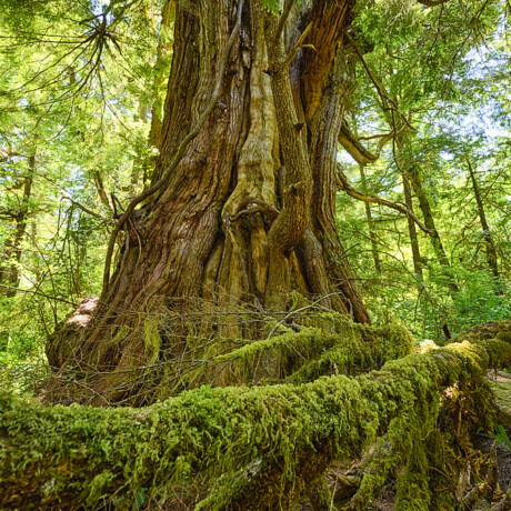 Meares Island