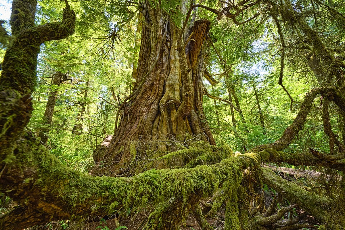Big Tree Trail at Meares Island, Vancouver Island, British Columbia, Canada