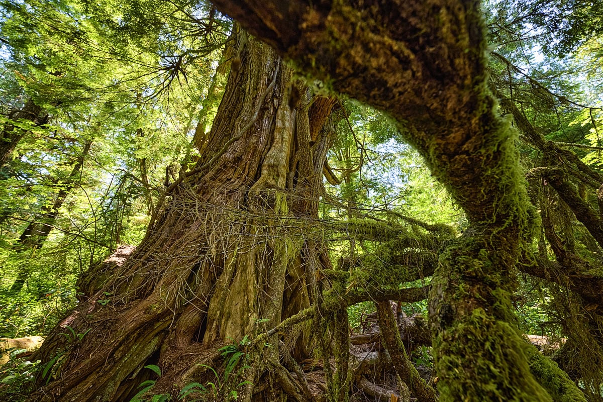 Big Tree Trail at Meares Island, Vancouver Island, British Columbia, Canada