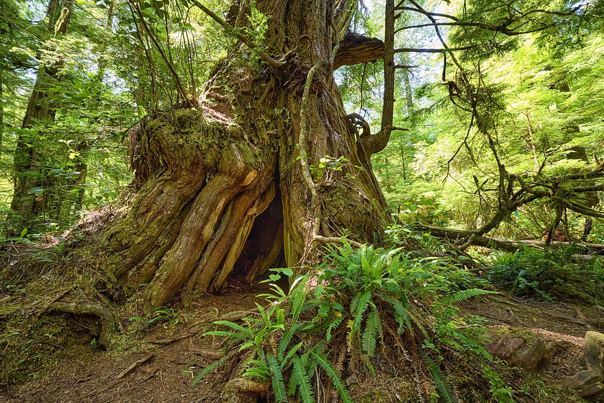 Big Tree Trail at Meares Island, Vancouver Island, British Columbia, Canada