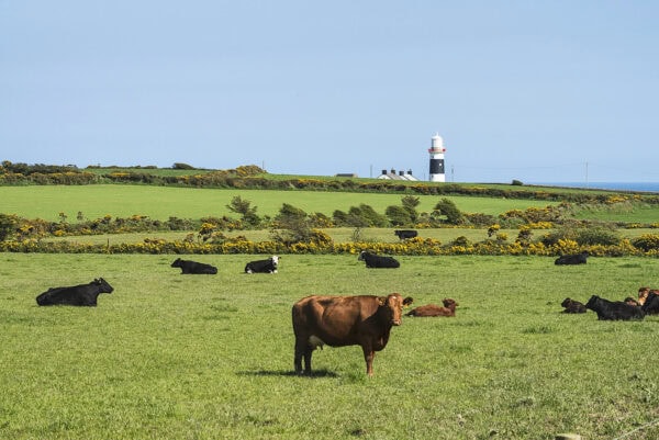 Mine Head Lighthouse