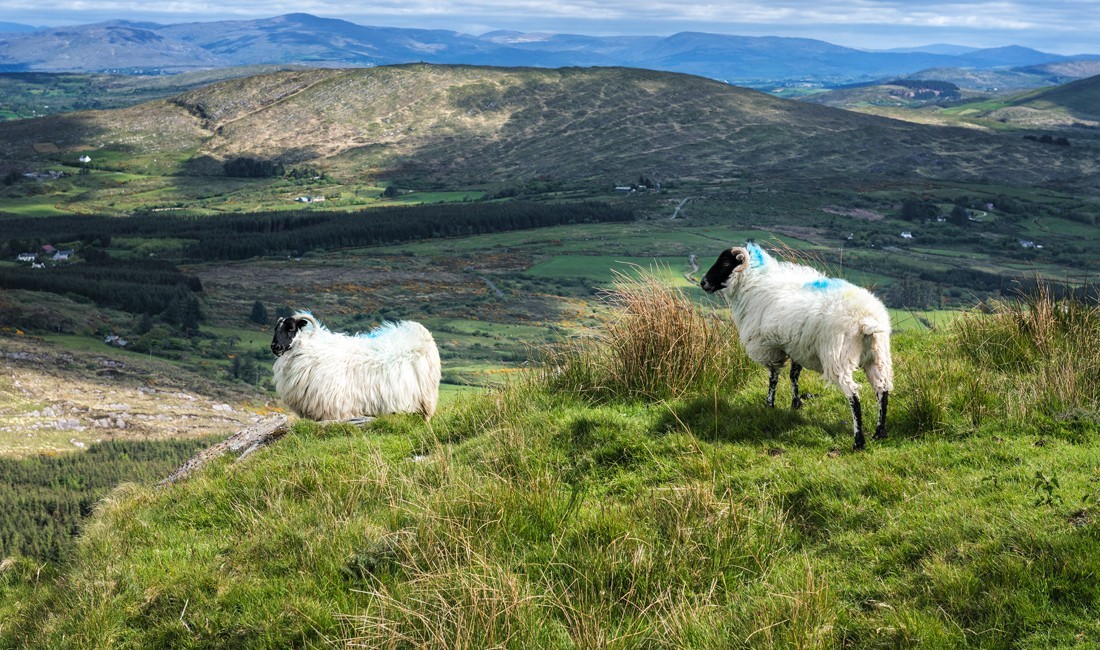 Schafe auf Mount Gabriel auf der Mizen Halbinsel, Co. Cork, Irland