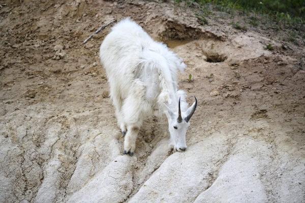 Mountain Goats