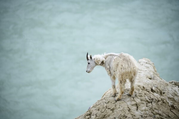 Mountain Goats