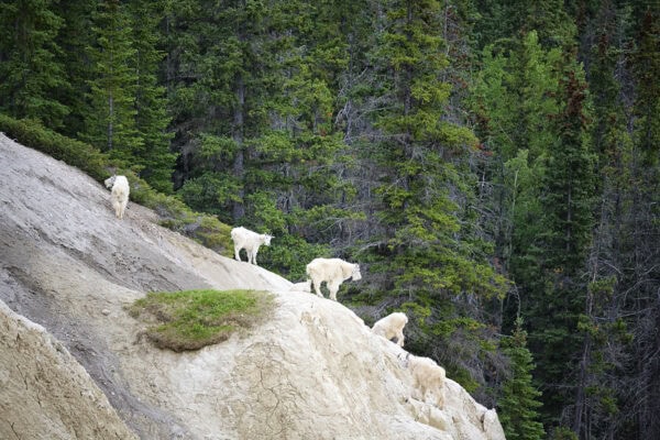 Mountain Goats