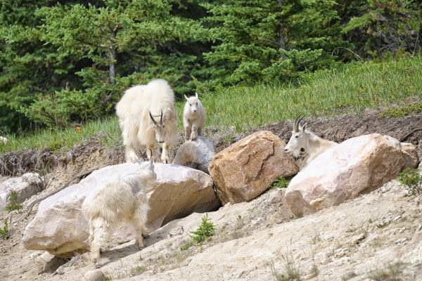 Mountain Goats
