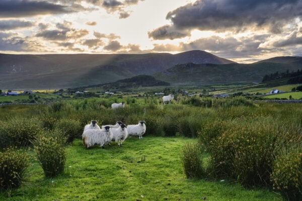 Mourne Mountains
