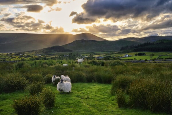 Mourne Mountains