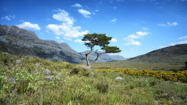 Pine Tree