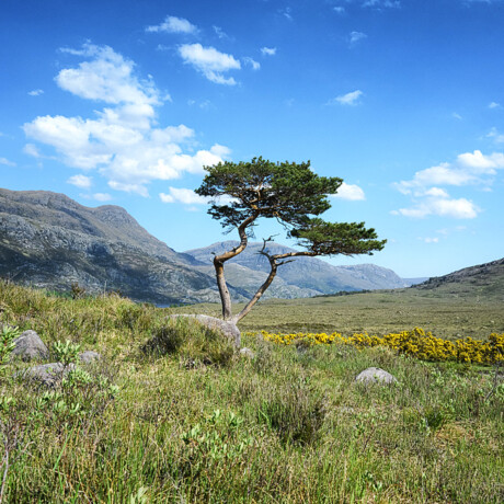 Pine Tree