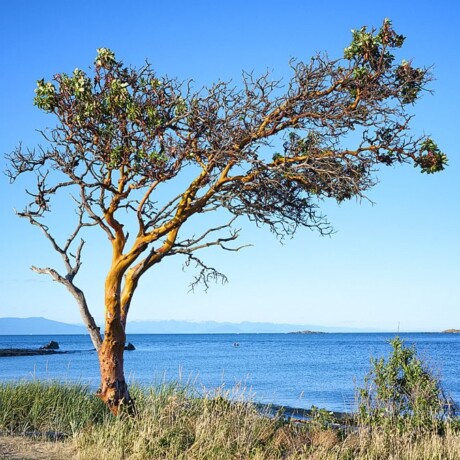 Pipers Lagoon