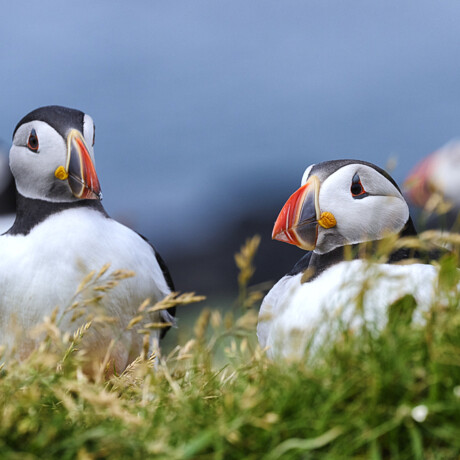 Puffins