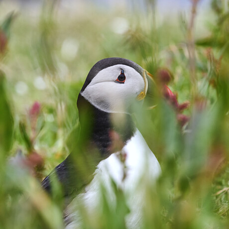Puffin