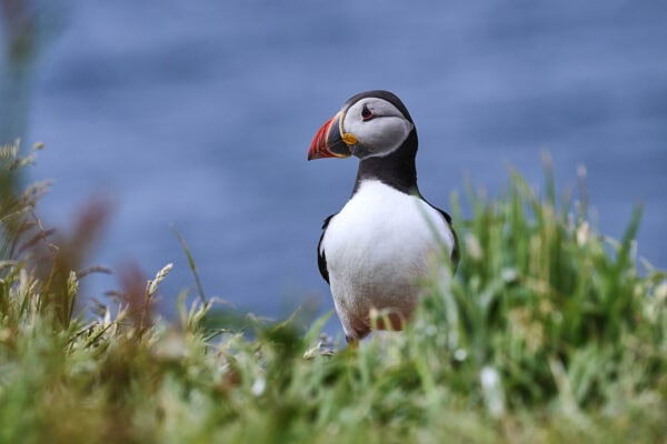 Puffins