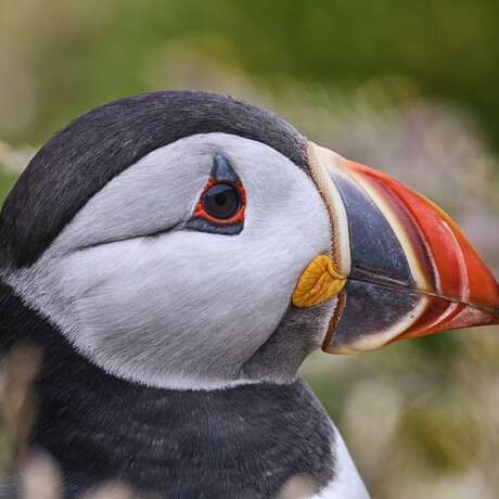 Puffin