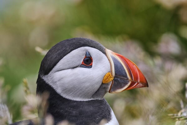 Puffins