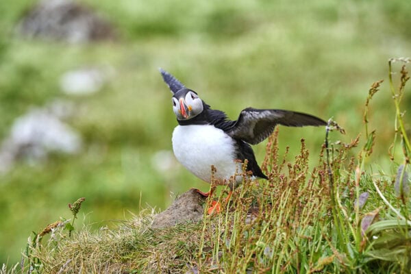 Puffins