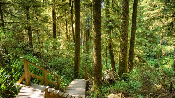 Rainforest