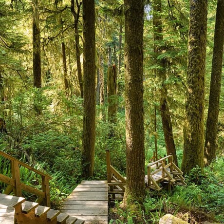 Rainforest