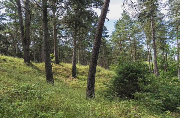 Raven Wood Nature Reserve