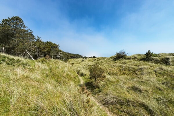 Raven Wood Nature Reserve