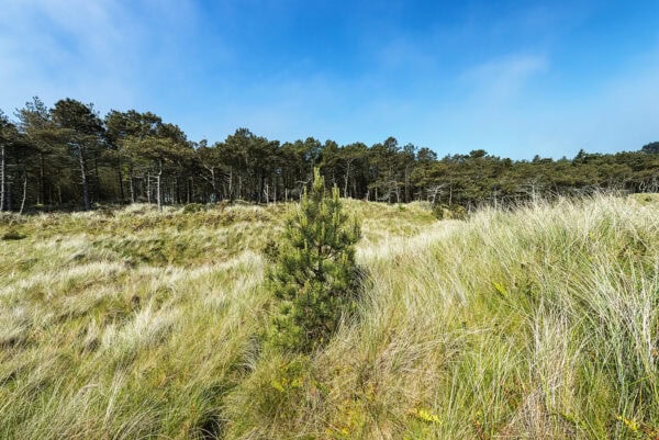 Raven Wood Nature Reserve