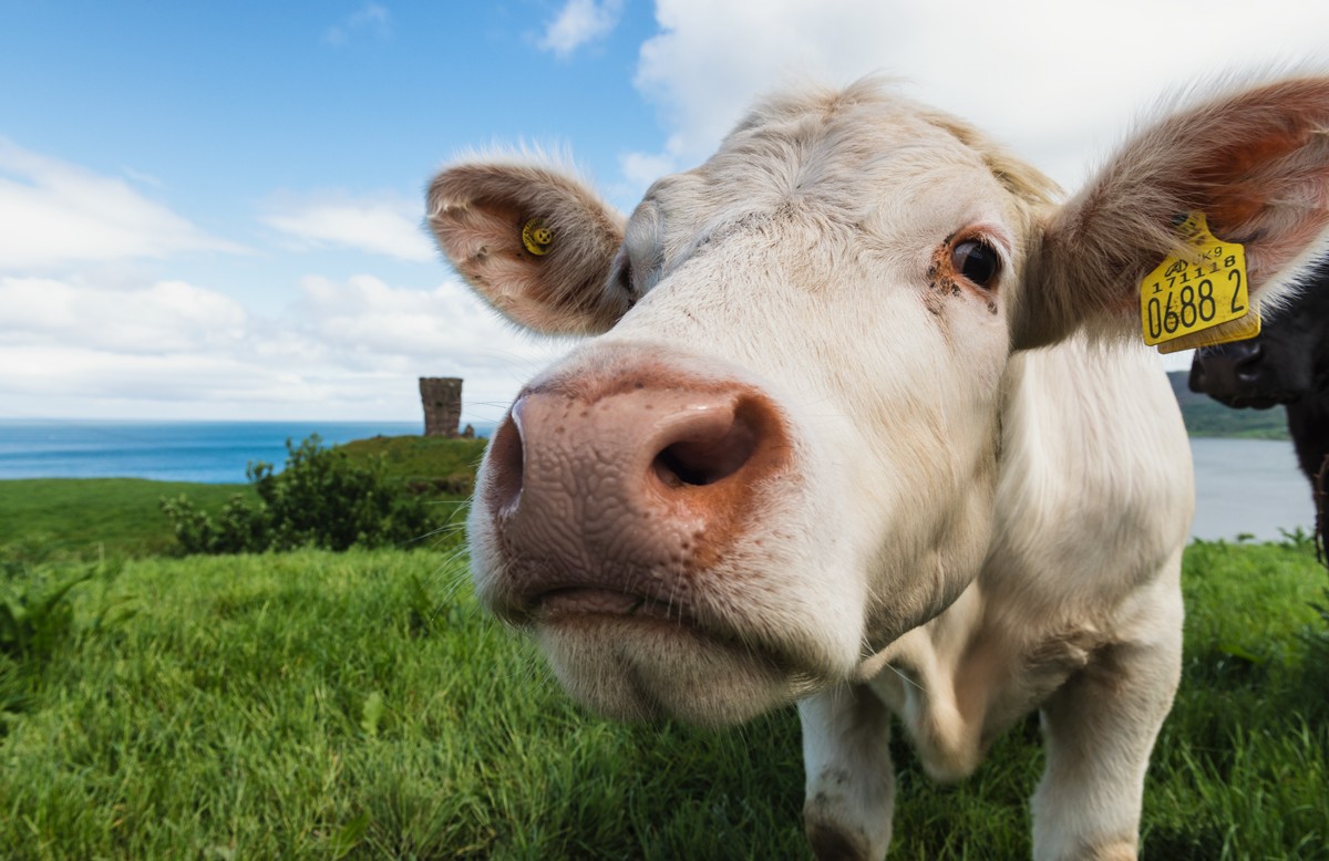 Cow at Red Castle, Co. Antrim, Northern Ireland